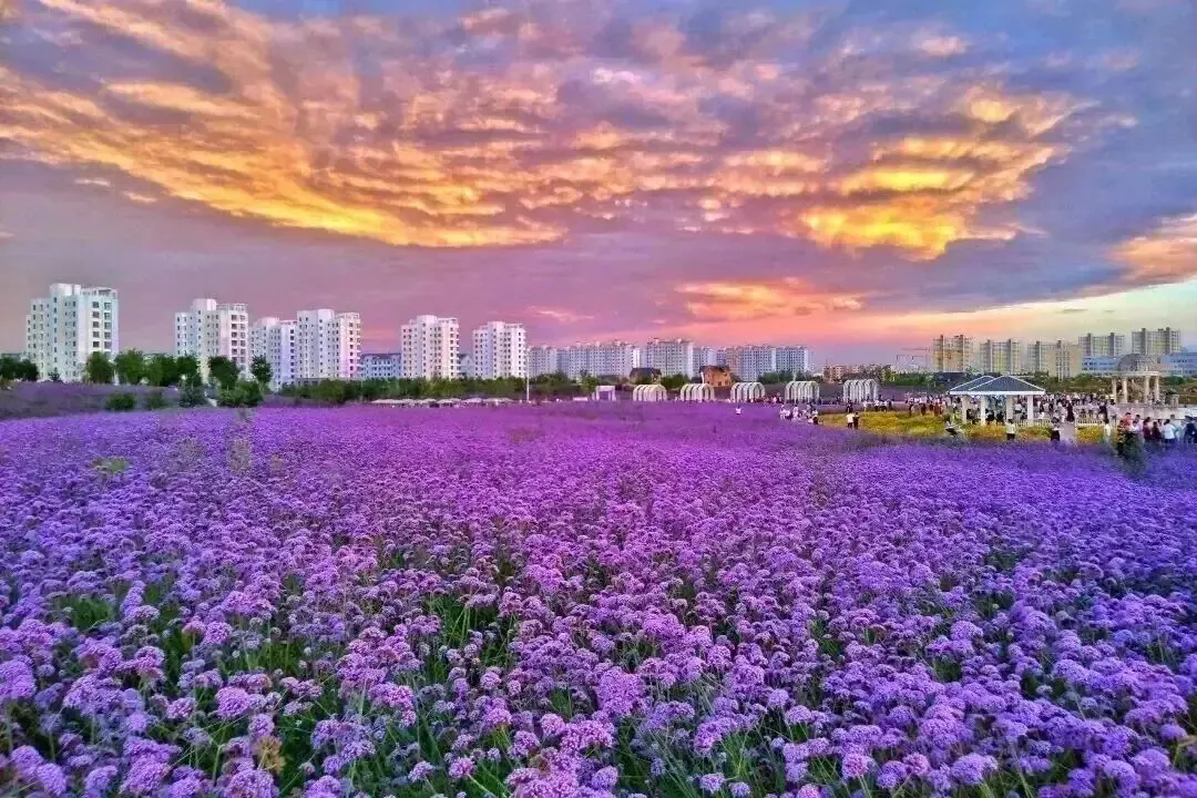 204103cf72df1f877bbtsn.webp