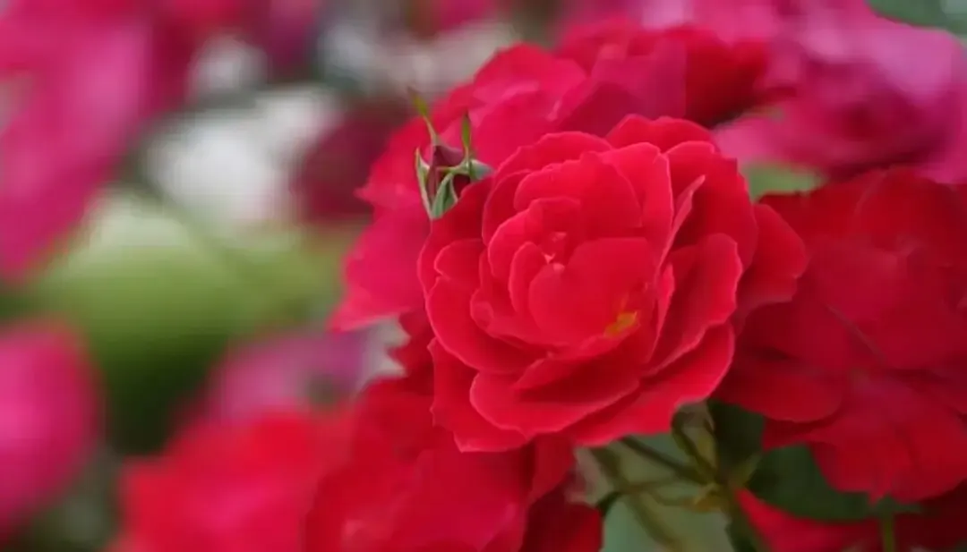 005117bjfzlmuvhltllvva.webp